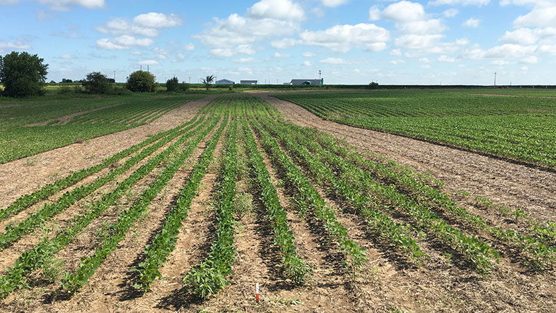 soybeans soybean competition glufosinate tolerance