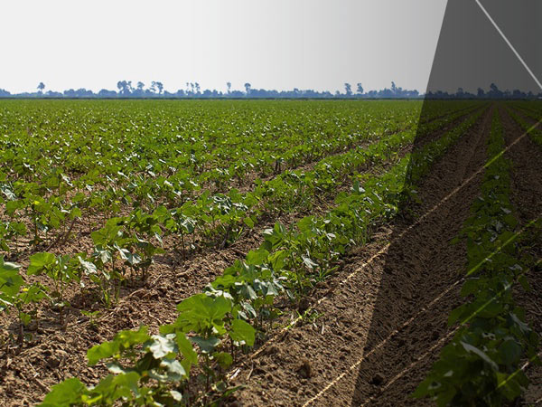 Herbicide-Tolerant Cotton | Bollgard 3 ThryvOn™ Cotton