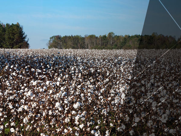 Herbicide-Tolerant Cotton | Bollgard 3 ThryvOn™ Cotton