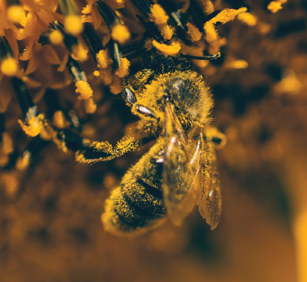 Honey Bees And Herbicides