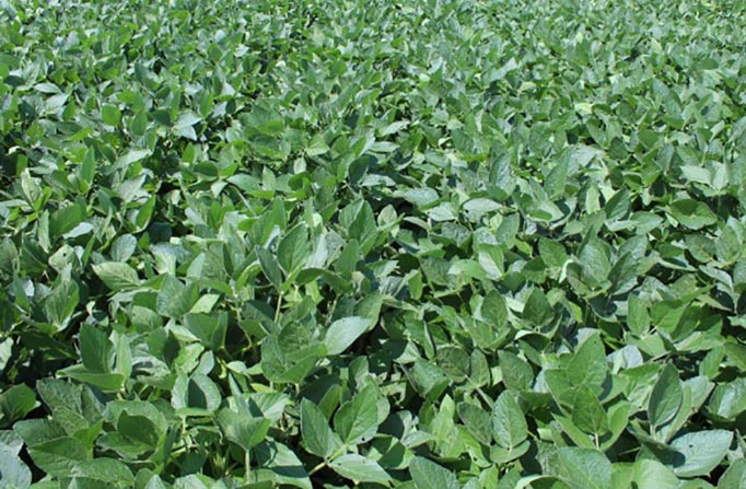 XtendiMax® Herbicide | Dicamba Application and Spraying